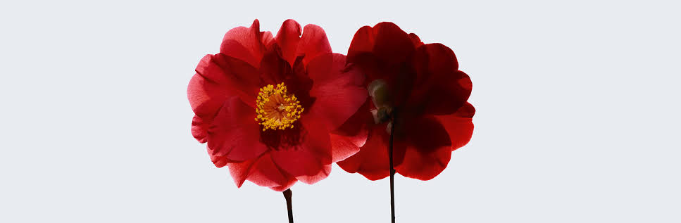 Two red camellia blooms cultivated and studied for N°1 DE CHANEL.